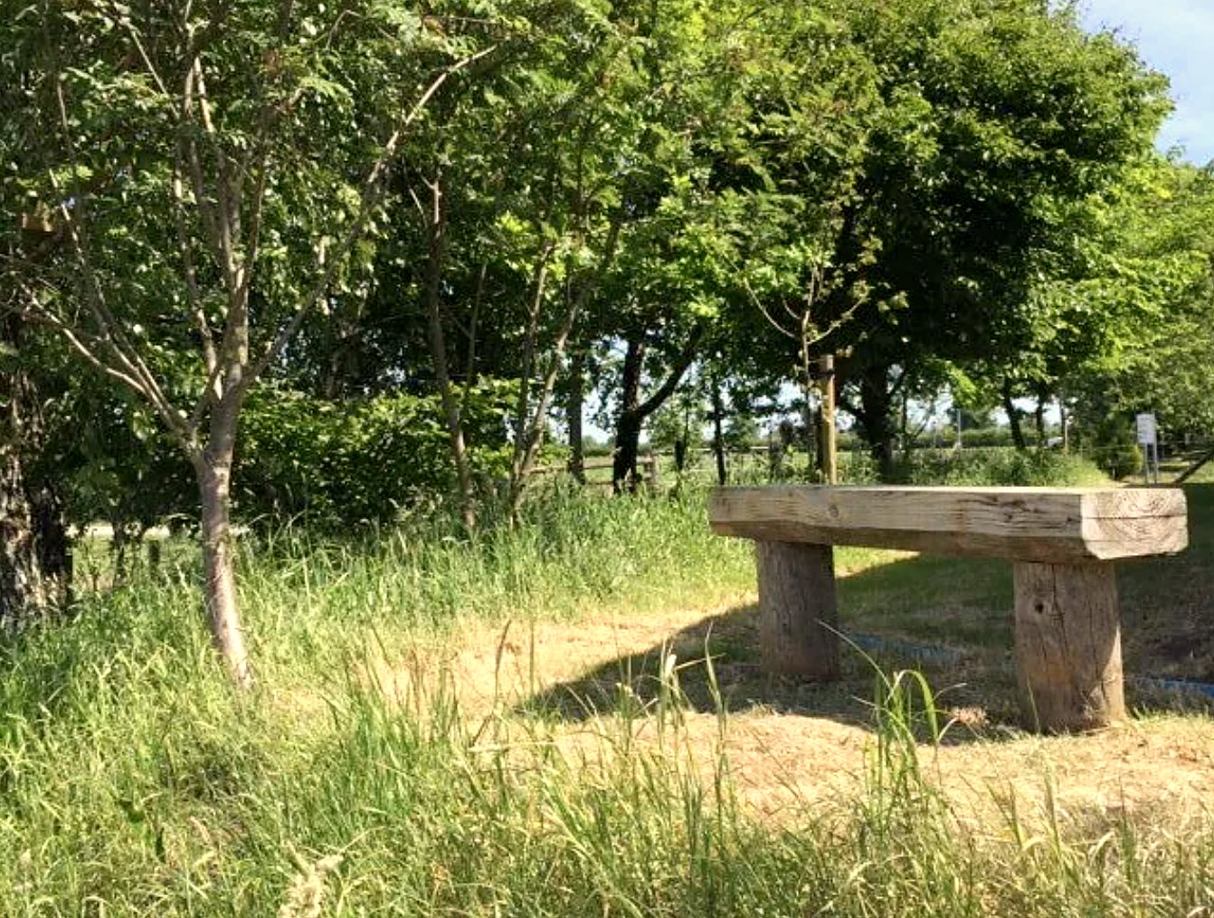 Wooden bench under trees in long summer grass